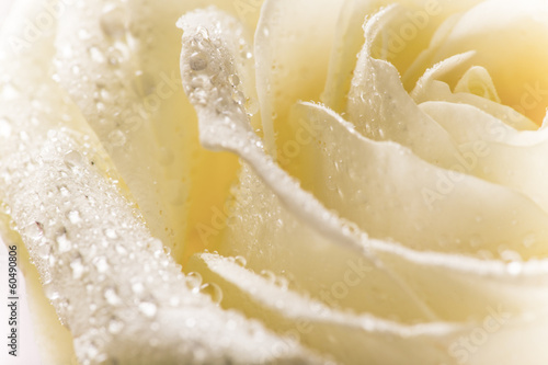 Natural tint yellow roses background