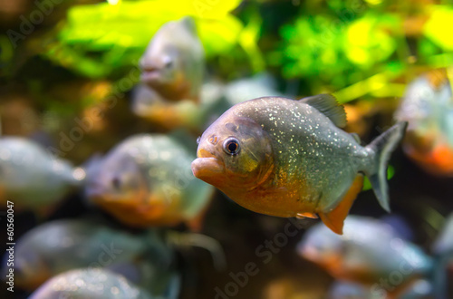  Piranha - Colossoma macropomum
