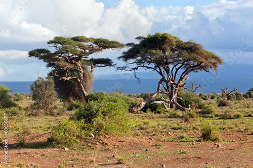 Fototapeta Savanna landscape in Africa, Amboseli, Kenya