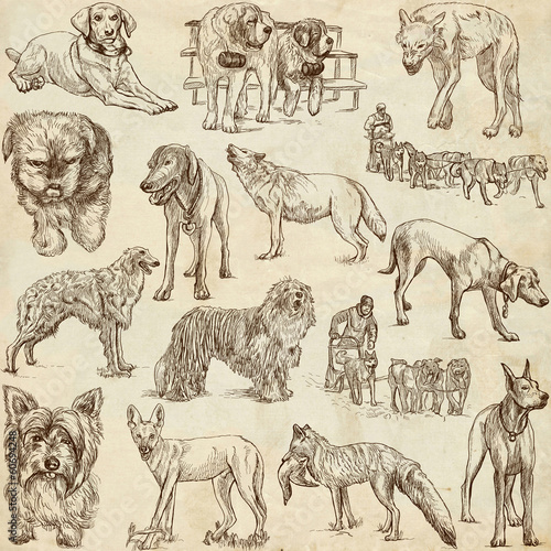 Fototapeta DOGS (Canidae) - (no.1) - hand drawings on paper