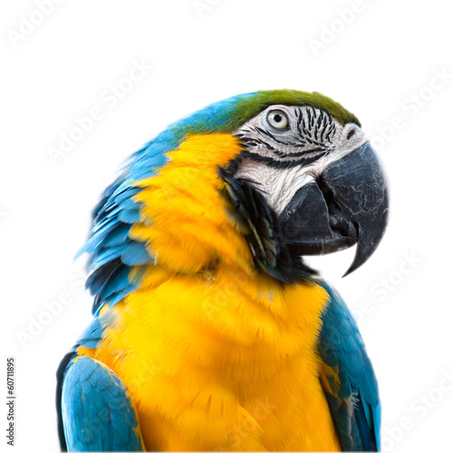 Lacobel Ara parrot