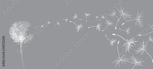 Lacobel flower dandelion sketch
