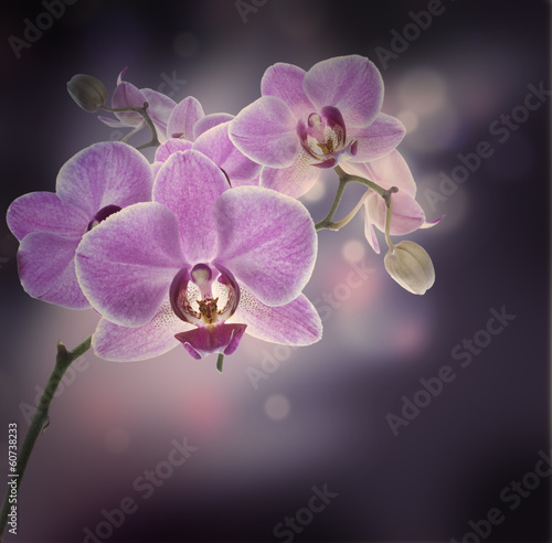 kwiecisty-tlo-tropikalne-orchidee