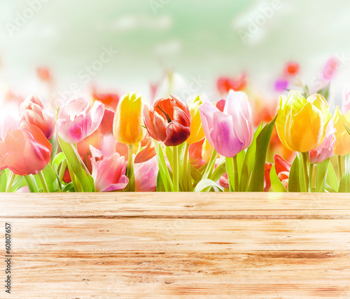 Fototapeta Dreamy spring background of colourful tulips