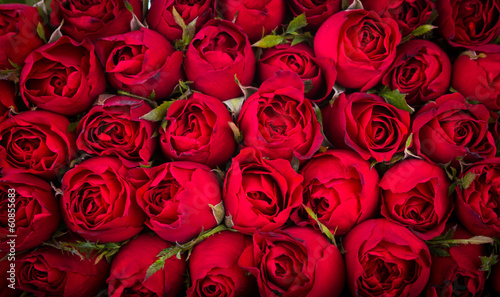 Red roses background