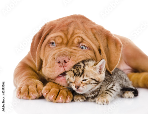 Fototapeta Bordeaux puppy dog playing with bengal kitten. isolated 