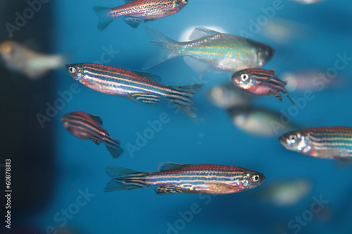 Fototapeta Zebrafish (Danio rerio) aquarium fish