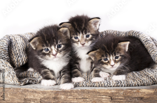 Fototapeta little kittens sitting in a knit scarf