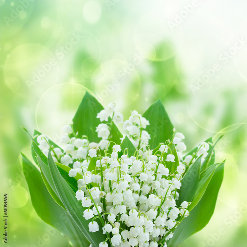  lilly of the valley flowers