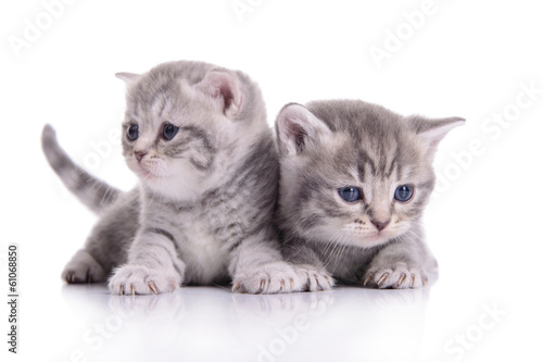 Fototapeta small Scottish kittens