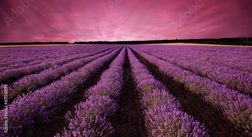 Fototapeta Stunning lavender field landscape at sunset