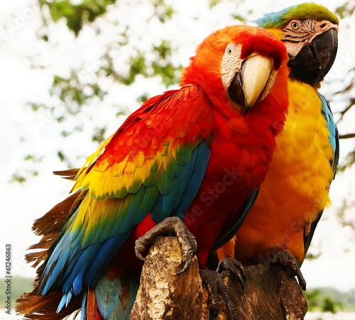 Fototapeta Couple of macaw parrots