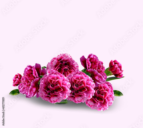  Carnation flowers