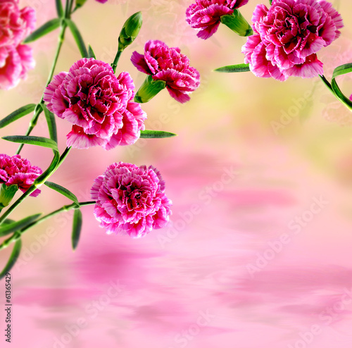  Carnation flowers