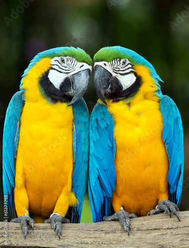 Fototapeta parrots