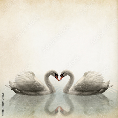 Fototapeta a pair of swan vintage background