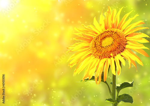 Fototapeta Sunflower