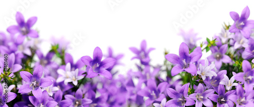 frame of bluebells