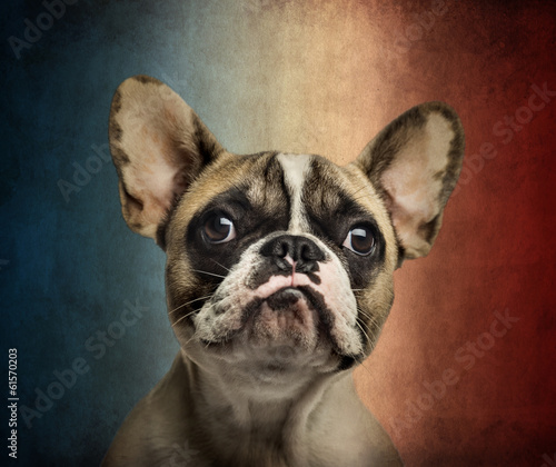 Fototapeta Close-up of a French Bulldog, on a vintage colored background