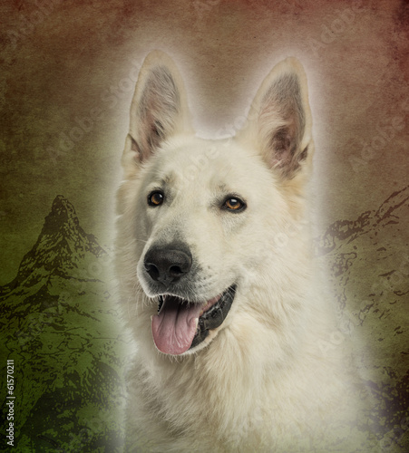  White Swiss Shepherd Dog panting on a vintage background
