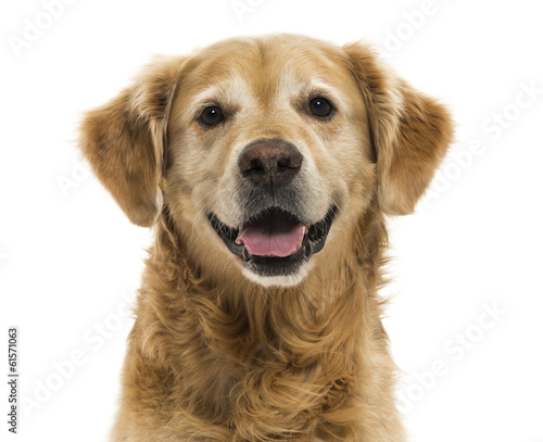 Fototapeta Close-up of a Golden Retriever panting, 11 years old, isolated