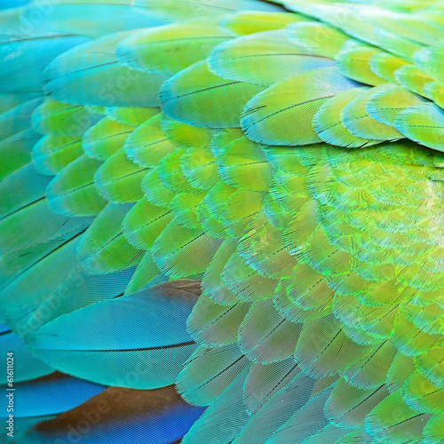Fototapeta Harlequin Macaw feathers