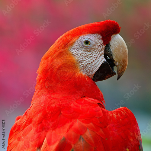 Fototapeta Scarlet Macaw
