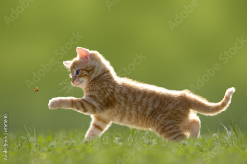 Junge Katze mit Marienkäfer, auf grüner Wiese