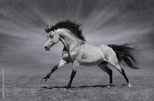 Fototapeta Chestnut horse in motion