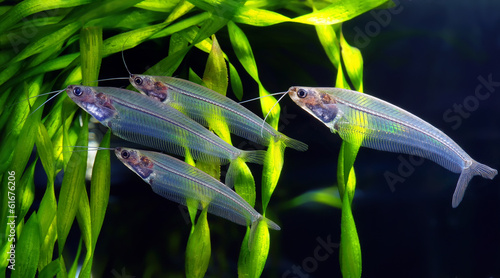 Fototapeta flock of glass catfish