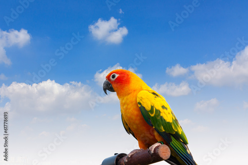  Beautiful parrot on a tree