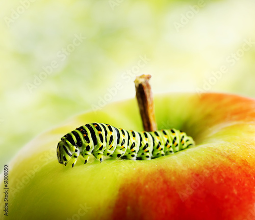 Fototapeta Green caterpillar on red apple