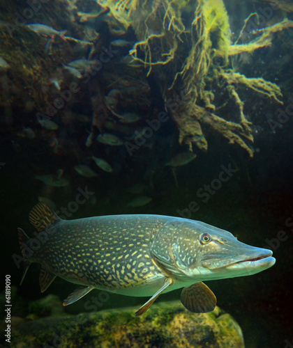 Fototapeta Underwater photo of a big Northern Pike (Esox Lucius).