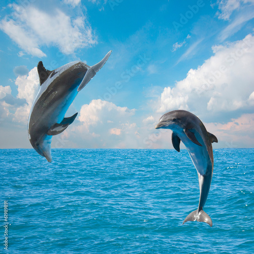 Fototapeta two jumping dolphins