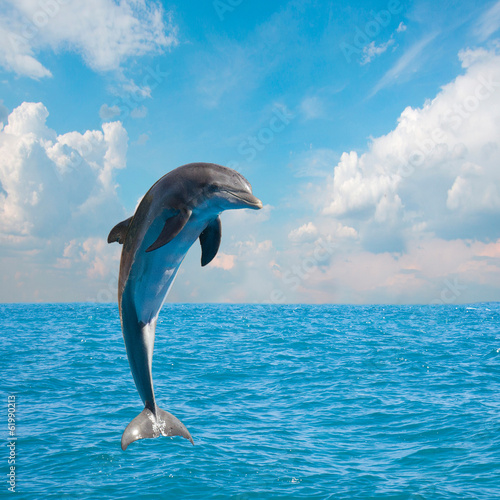 Fototapeta one jumping dolphins