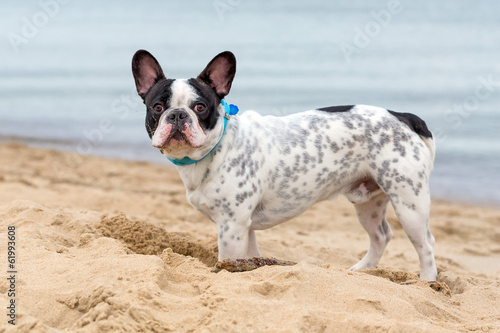 Fototapeta French bulldog on the beach