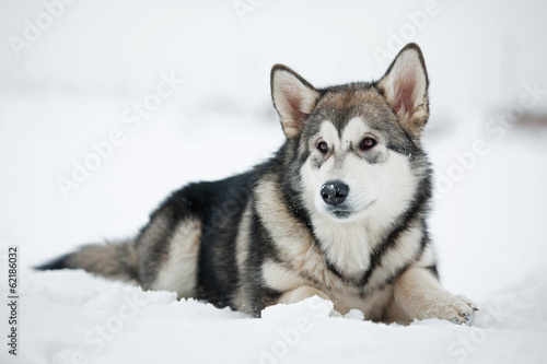 Lacobel Alaskan Malamute puppy lying on the snow