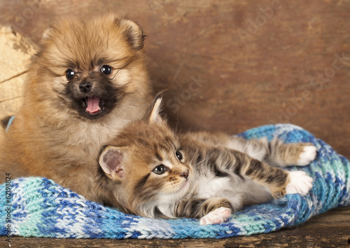 Fototapeta Spitz puppy and kitten breeds Maine Coon, Cat and dog