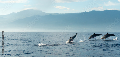 Lacobel Dolphins in Pacific Ocean