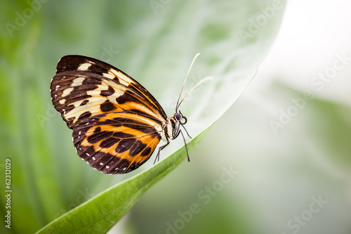Fototapeta butterfly