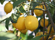 Yellow ripe lemons from Sicily hanging from a tree