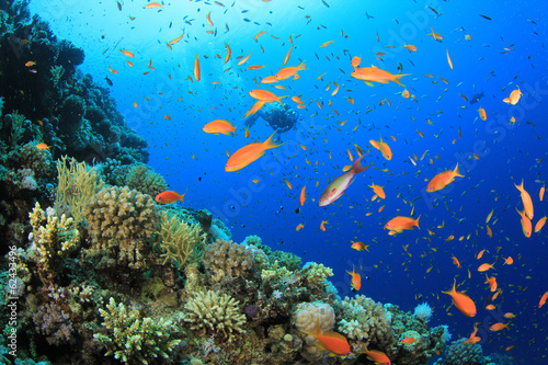 Fototapeta Scuba diving on coral reef