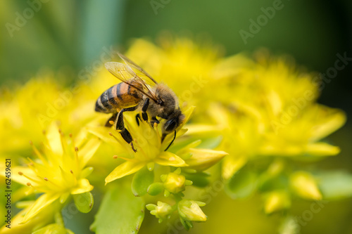 Fototapeta Honeybee on yellow flower