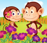 Two monkeys at the garden in the hilltop