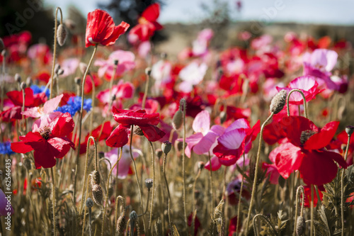 Poppy field