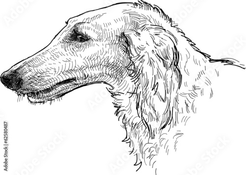 Lacobel greyhound head