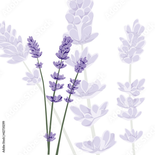 Lavender on isolated background, vector