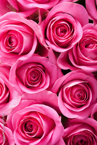 Fototapeta beautiful pink roses background