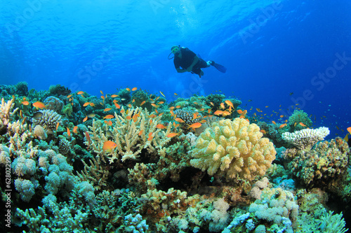 Fototapeta Scuba diving on coral reef