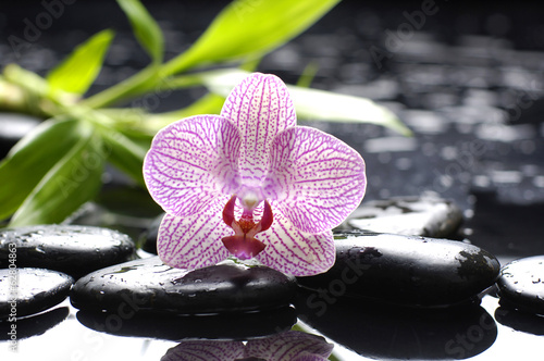 rozowa-orchidea-z-kamieniami-i-bambusowym-lisciem-mokrym-tlem
